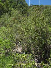 Image of Podanthus ovatifolius (Mitique/Palo negro)