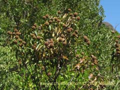Image of Podanthus ovatifolius (Mitique/Palo negro)