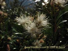 Bild von Myrceugenia lanceolata (Myrceugenia de hojas largas/Arrayancillo)