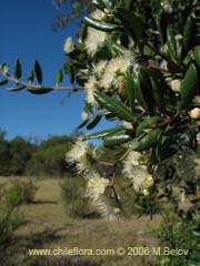 Bild von Blepharocalyx cruckshanksii (Temu/Palo colorado)