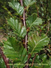 Bild von Nothofagus pumilio (Lenga/Roble de Magallanes)