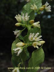 Bild von Cynanchum nummulariifolium ()