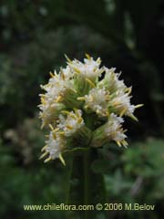 Bild von Baccharis sagittalis (Verbena de tres esquinas)