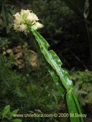 Image of Baccharis sagittalis (Verbena de tres esquinas)