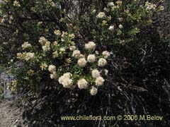 Image of Baccharis rhomboidalis (baccharis L.Maule)