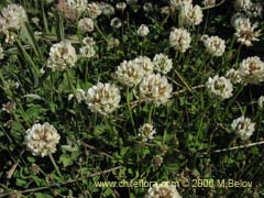 Bild von Trifolium repens ()