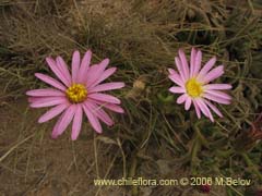 Bild von Erigeron gilliesii ()