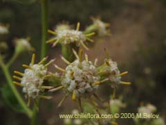 Bild von Baccharis racemosa (Chilca/Chilco)