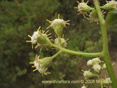 Image of Baccharis racemosa (Chilca/Chilco)
