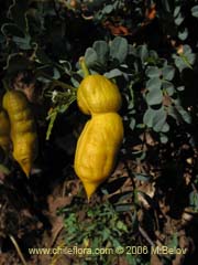 Image of Senna arnottiana (Quebracho/Alcaparra/Tara)