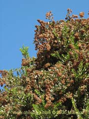 Image of Proustia pyrifolia (Tola blanca)