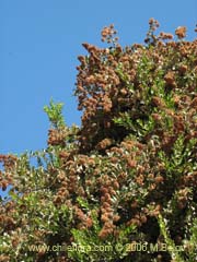 Imgen de Proustia pyrifolia (Tola blanca)