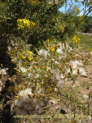 Imgen de Senecio eruciformis (Senecio de cordillera)