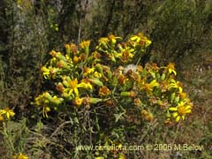 Imgen de Senecio eruciformis (Senecio de cordillera)