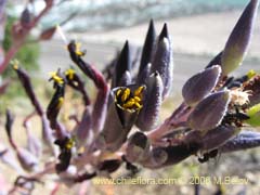 Imagen de Puya coerulea (Chagualillo/Chagual chico)
