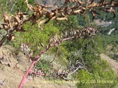 Imagen de Puya coerulea (Chagualillo/Chagual chico)