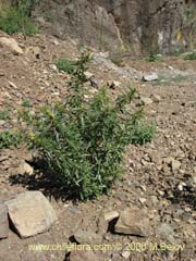 Image of Xanthium spinosum (Cepacaballo/Abrojo/Clonqui)