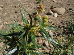 Image of Xanthium spinosum (Cepacaballo/Abrojo/Clonqui)