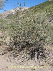 Bild von Berberis microphylla (Michay/Calafate)