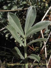 Imagen de Acaena sericea (Proquin)