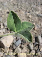 Bild von Trifolium sp. #1554 (Trebol rosado/Trebol morado/Trebol de prado)