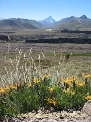 Image of Mutisia linearifolia (Clavel del campo)