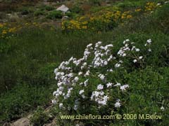 Image of Leucheria gilliesii (Leucheria)