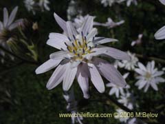 Image of Leucheria gilliesii (Leucheria)