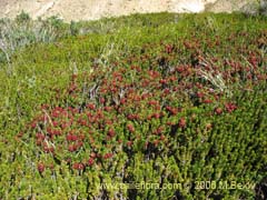 Bild von Empetrum rubrum (Brecillo/Murtilla de Magallanes/Uvilla)