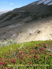 Bild von Empetrum rubrum (Brecillo/Murtilla de Magallanes/Uvilla)