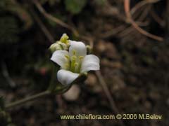 Image of Unidentified Plant #2297 ()
