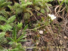 Image of Unidentified Plant #2297 ()