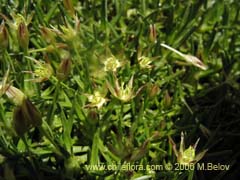 Imgen de Planta no identificada #2310 ()