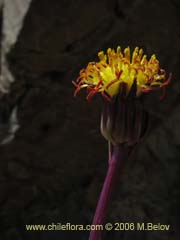 Image of Senecio subdiscoideus ()