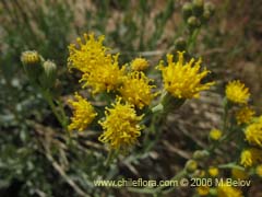 Imgen de Senecio sp.  #1578 ()