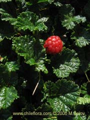Imgen de Rubus geoides (Mie-mie)