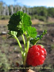 Imgen de Rubus geoides (Mie-mie)