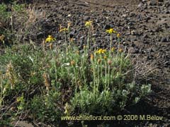 Bild von Senecio sp.  #1585 ()