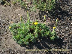 Image of Unidentified Plant #1849 ()
