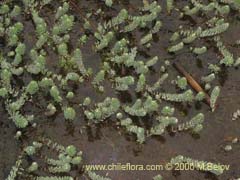 Image of Unidentified Plant #2295 ()