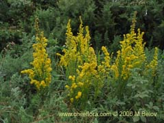 Imgen de Solidago chilensis (Fulel)