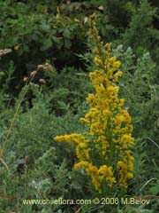 Imgen de Solidago chilensis (Fulel)