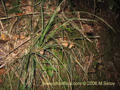 Bild von Uncinia erinacea (Quinquina/Cortadera)