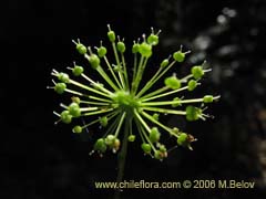 Bild von Hydrocotyle poeppigii (Tembladerilla)