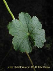 Bild von Hydrocotyle poeppigii (Tembladerilla)