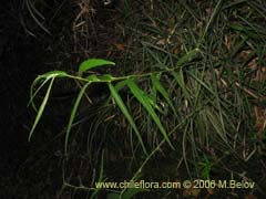 Imgen de Planta no identificada #2365 ()