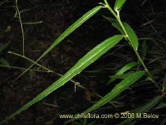 Imgen de Planta no identificada #2365 ()
