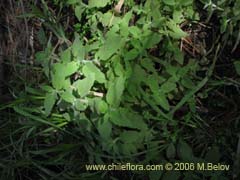 Imgen de Planta no identificada #2367 ()