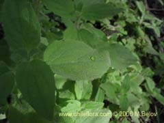 Imgen de Planta no identificada #2367 ()