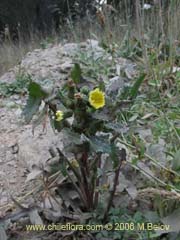 Bild von Sonchus sp.  #1560 ()